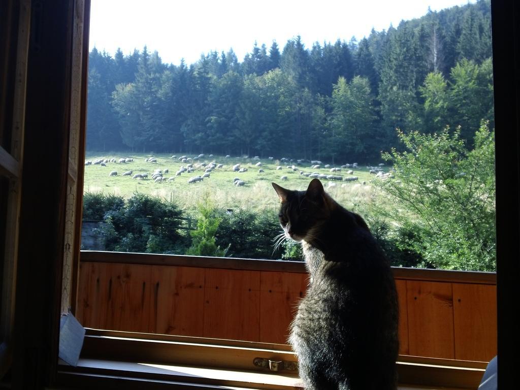 Willa Pod Smrekami Zakopane Zewnętrze zdjęcie